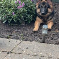 Hondenoppas werk Arnhem: baasje van Shadow