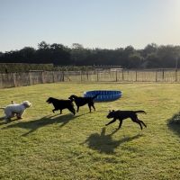 Hondenopvang Helmond: Wendy