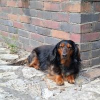 Hondenoppas werk Bergen op Zoom: baasje van Jacky 