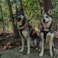 Hondenoppas werk Hengelo (Overijssel): baasje van Runa & Balto