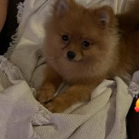 Hondenoppas werk Arnhem: baasje van Sofia 