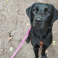 Hondenoppas werk Nieuweroord (Hoogeveen): baasje van Henkie