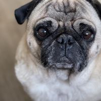 Hondenoppas werk Alphen aan den Rijn: baasje van Sjonnie