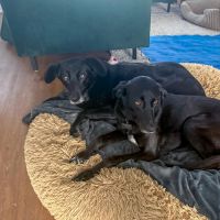 Hondenoppas werk Enschede: baasje van Nala en Juno