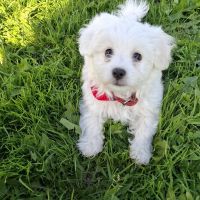 Hondenoppas werk Harderwijk: baasje van Chaïm