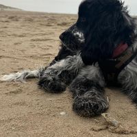 Hondenoppas werk Utrecht: baasje van Walter