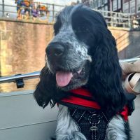 Hondenoppas werk Utrecht: baasje van Walter