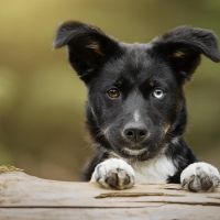 Hondenoppas werk Gouda: baasje van 