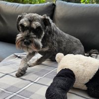 Hondenoppas werk Helmond: baasje van Ziva