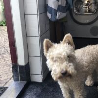 Hondenoppas werk Apeldoorn: baasje van Floor 