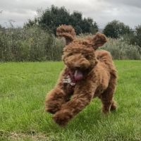 Hondenoppas werk Papendrecht: baasje van Toby