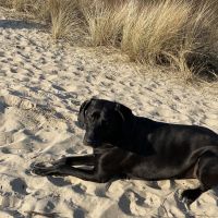 Hondenoppas werk Heiloo: baasje van Moos 