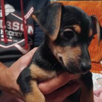 Hondenoppas werk Weesp: baasje van Dobby 