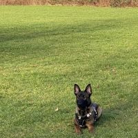 Hondenoppas werk Emmeloord: baasje van Bijoux