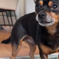 Hondenoppas werk Nijmegen: baasje van Chico