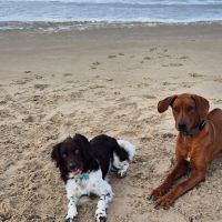 Hondenoppas Den Helder: Romy