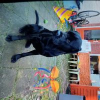 Hondenoppas werk Amersfoort: baasje van blacky