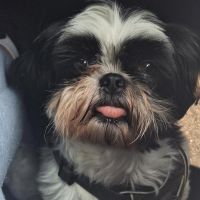 Hondenoppas Doetinchem: Sterre