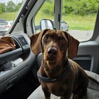 Hondenoppas werk Tilburg: baasje van Tommie