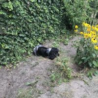 Hondenoppas werk Zeist: baasje van Pippie