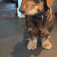 Hondenoppas werk Renkum: baasje van Joris