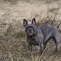 Hondenoppas werk Katwijk aan Zee: baasje van Lexi