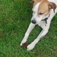 Hondenoppas werk Apeldoorn: baasje van Bobbie