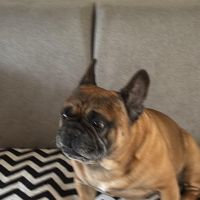 Hondenoppas werk Tilburg: baasje van Boef