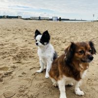 Hondenoppas werk IJmuiden: baasje van Dempsey en Tania 