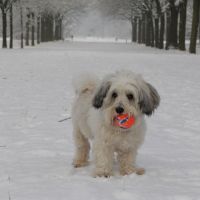 Hondenoppas werk Oss: baasje van Bodhi