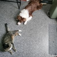 Hondenoppas werk Sittard: baasje van Bono