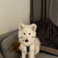 Hondenoppas werk Oisterwijk: baasje van Samson