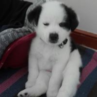 Hondenoppas Vlissingen: Nazaret