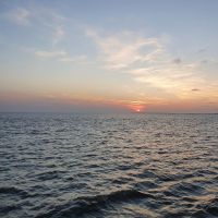 Hondenoppas Haarlem: Rosa