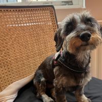 Hondenoppas werk Den Bosch: baasje van Trixie 