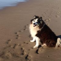 Hondenoppas werk Haarlem: baasje van Laika