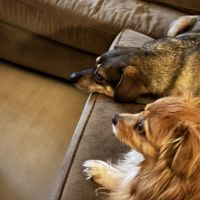 Hondenoppas werk 's-Gravenhage: baasje van Dobby en Lina