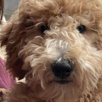 Hondenoppas werk Amsterdam: baasje van Lenny