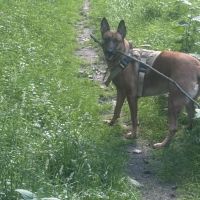 Hondenoppas werk Ede: baasje van Auréne