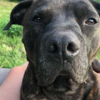 Hondenoppas werk Weesp: baasje van Bruce