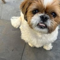 Hondenoppas werk Tilburg: baasje van Kiki