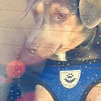 Hondenoppas Boskoop: Sylvia