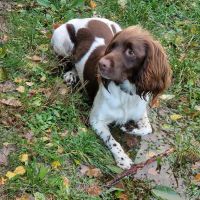 Hondenoppas werk Ravenswoud: baasje van Jarvis