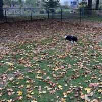 Hondenoppas Zelhem: Yara