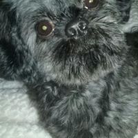 Hondenoppas Hengelo (Overijssel): Mary