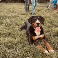 Hondenoppas werk Veenendaal: baasje van Soof 