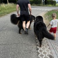 Hondenoppas Sevenum: Daan