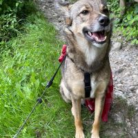 Hondenoppas werk Noordwijkerhout: baasje van Gilia