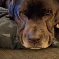 Hondenoppas werk Den Haag: baasje van Ringo