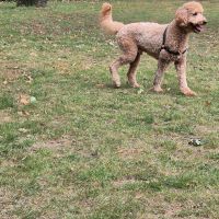 Hondenoppas werk Venlo: baasje van Dexter